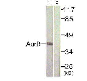 Western Blot - Anti-AurB Antibody (B1021) - Antibodies.com