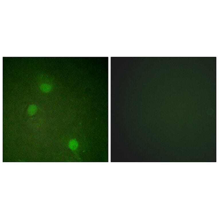 Immunofluorescence - Anti-AurB Antibody (B1021) - Antibodies.com