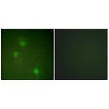Immunofluorescence - Anti-AurB Antibody (B1021) - Antibodies.com