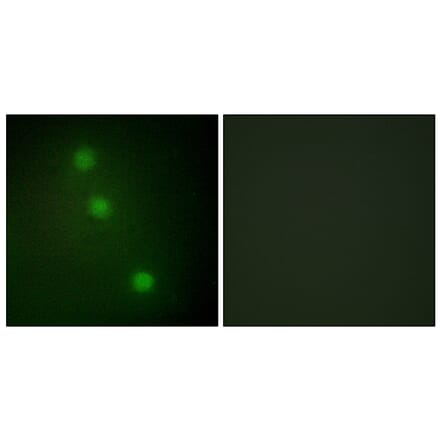 Immunofluorescence - Anti-ATF1 Antibody (C10419) - Antibodies.com