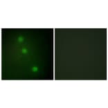 Immunofluorescence - Anti-ATF1 Antibody (C10419) - Antibodies.com