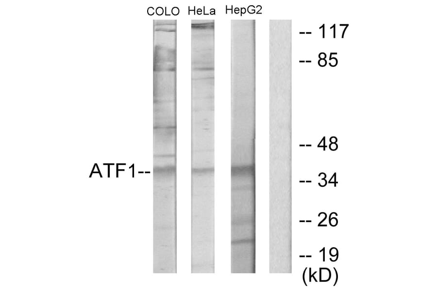 Western Blot - Anti-ATF1 Antibody (C10419) - Antibodies.com
