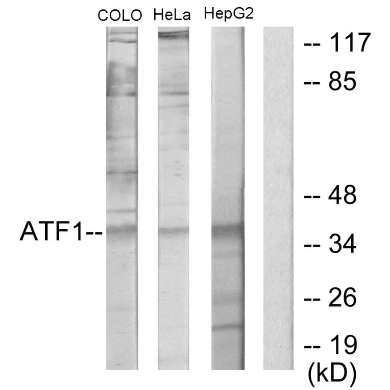 Western Blot - Anti-ATF1 Antibody (C10419) - Antibodies.com