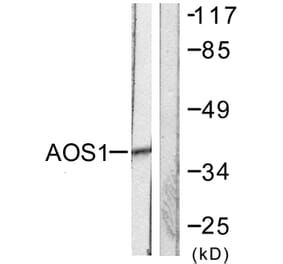 Western Blot - Anti-AOS1 Antibody (C0351) - Antibodies.com