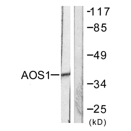 Western Blot - Anti-AOS1 Antibody (C0351) - Antibodies.com