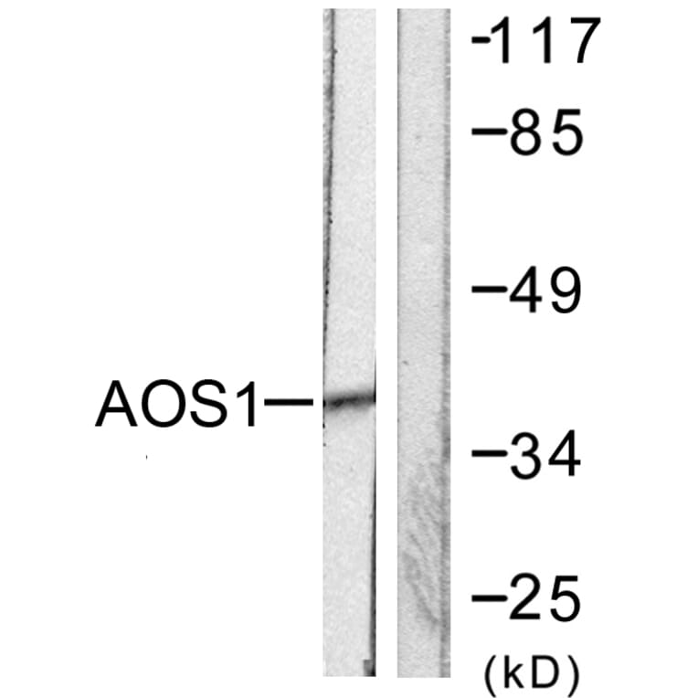 Western Blot - Anti-AOS1 Antibody (C0351) - Antibodies.com