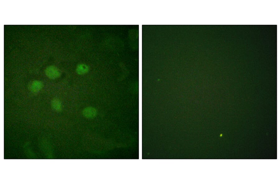 Immunofluorescence - Anti-AOS1 Antibody (C0351) - Antibodies.com