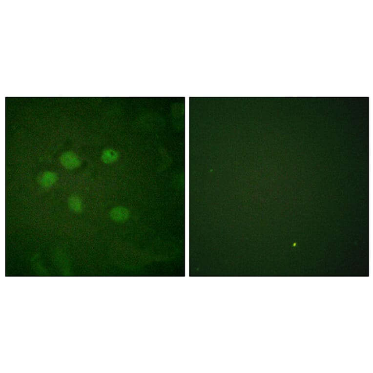 Immunofluorescence - Anti-AOS1 Antibody (C0351) - Antibodies.com
