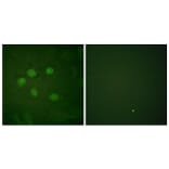 Immunofluorescence - Anti-AOS1 Antibody (C0351) - Antibodies.com