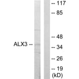 Western Blot - Anti-ALX3 Antibody (C10213) - Antibodies.com