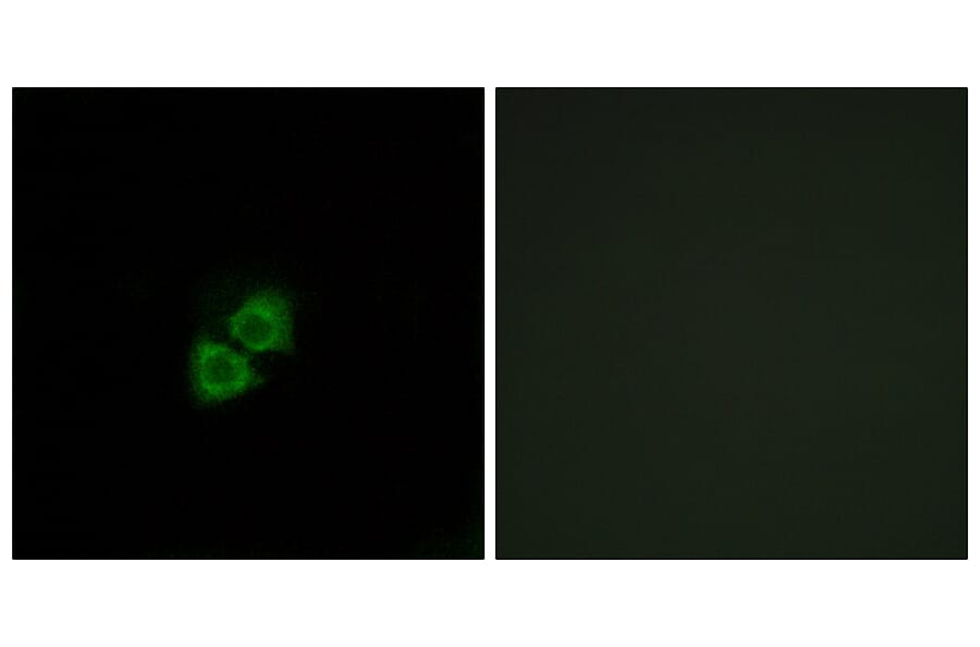 Immunofluorescence - Anti-AIBP Antibody (C14522) - Antibodies.com