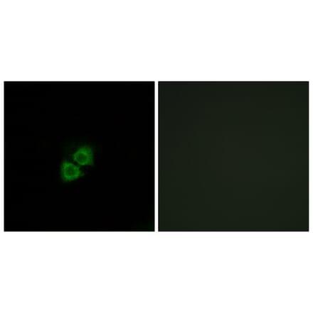 Immunofluorescence - Anti-AIBP Antibody (C14522) - Antibodies.com