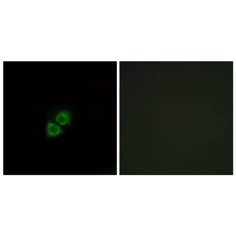 Immunofluorescence - Anti-AIBP Antibody (C14522) - Antibodies.com