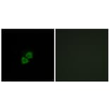 Immunofluorescence - Anti-AIBP Antibody (C14522) - Antibodies.com
