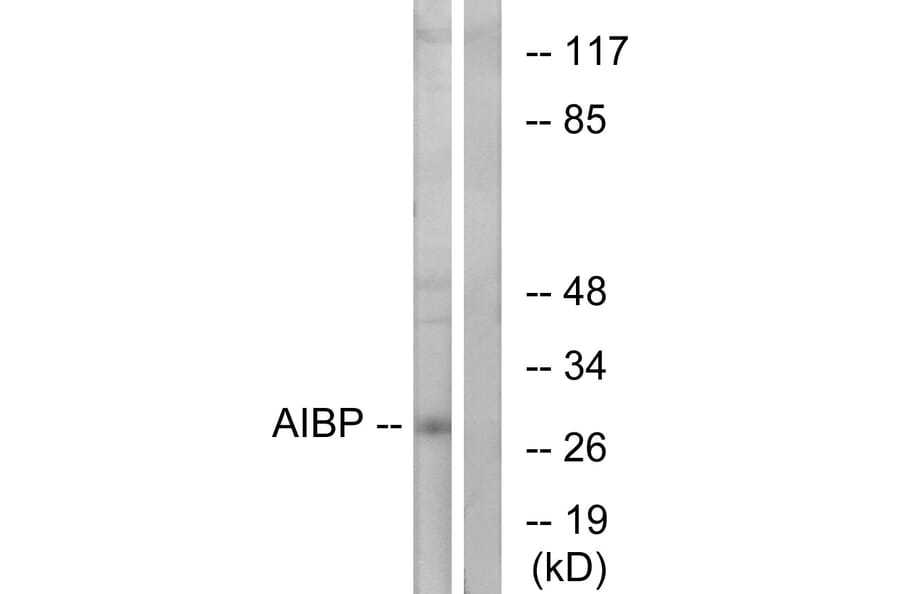 Western Blot - Anti-AIBP Antibody (C14522) - Antibodies.com