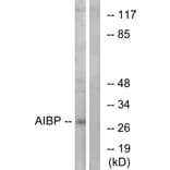 Western Blot - Anti-AIBP Antibody (C14522) - Antibodies.com