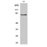 Western Blot - Anti-ADD2 Antibody (C12041) - Antibodies.com