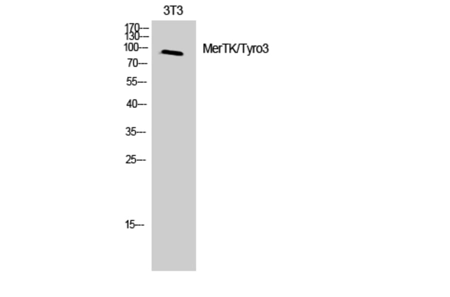 Western Blot - Anti-MER Antibody (B8138) - Antibodies.com