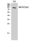 Western Blot - Anti-MER Antibody (B8138) - Antibodies.com