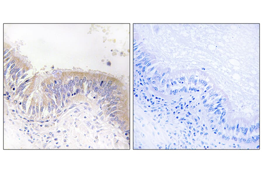 Immunohistochemistry - Anti-VGF Antibody (C17031) - Antibodies.com