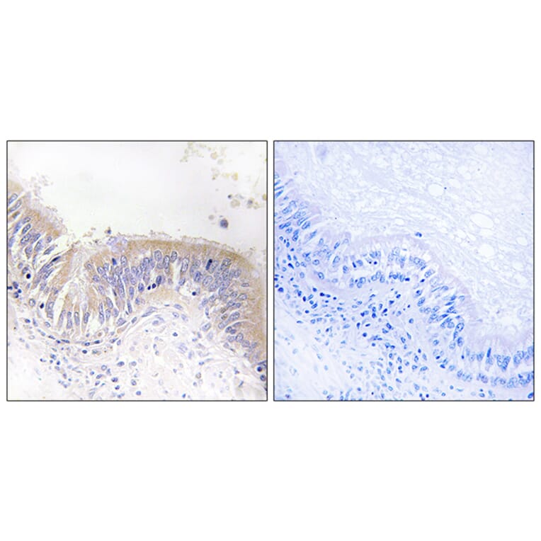 Immunohistochemistry - Anti-VGF Antibody (C17031) - Antibodies.com