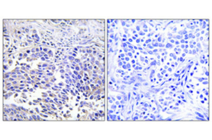 Immunohistochemistry - Anti-VGF Antibody (C17031) - Antibodies.com