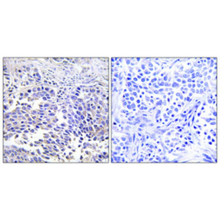 Immunohistochemistry - Anti-VGF Antibody (C17031) - Antibodies.com
