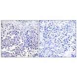 Immunohistochemistry - Anti-VGF Antibody (C17031) - Antibodies.com