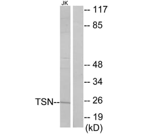 Western Blot - Anti-TSN Antibody (C11090) - Antibodies.com