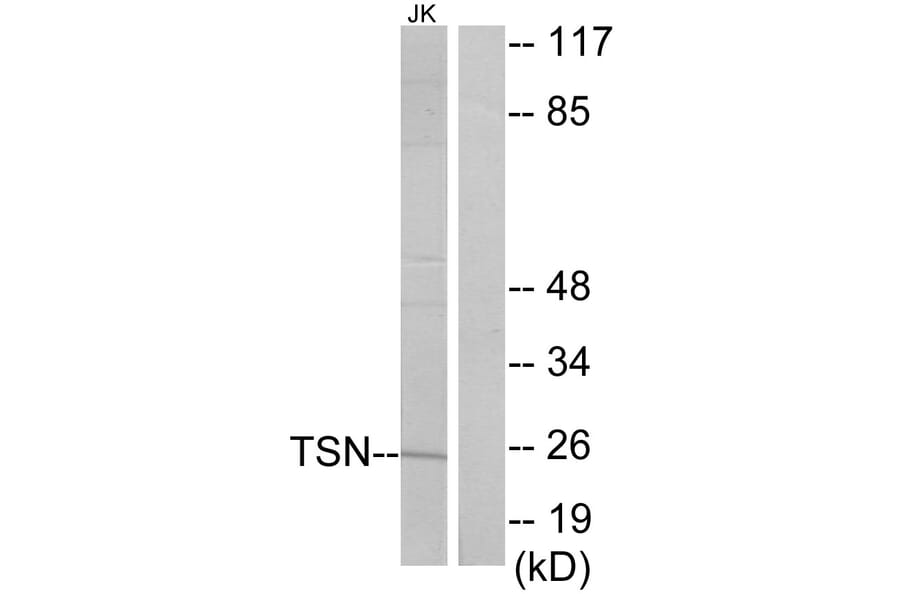 Western Blot - Anti-TSN Antibody (C11090) - Antibodies.com