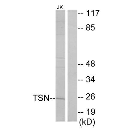 Western Blot - Anti-TSN Antibody (C11090) - Antibodies.com