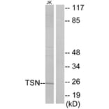 Western Blot - Anti-TSN Antibody (C11090) - Antibodies.com