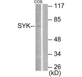 Western Blot - Anti-SYK Antibody (B0092) - Antibodies.com