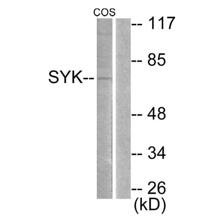 Western Blot - Anti-SYK Antibody (B0092) - Antibodies.com