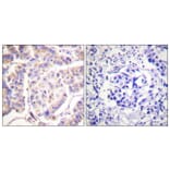 Immunohistochemistry - Anti-SYK Antibody (B0092) - Antibodies.com