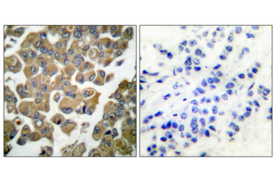 Immunohistochemistry - Anti-SYK Antibody (B0092) - Antibodies.com