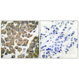 Immunohistochemistry - Anti-SYK Antibody (B0092) - Antibodies.com