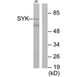 Western Blot - Anti-SYK Antibody (B0091) - Antibodies.com