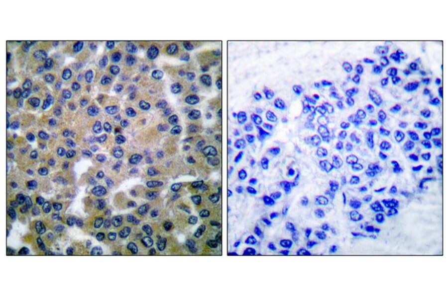 Immunohistochemistry - Anti-SYK Antibody (B0091) - Antibodies.com