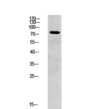 Western Blot - Anti-SYK Antibody (B0091) - Antibodies.com