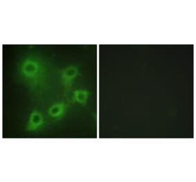 Immunofluorescence - Anti-SYK Antibody (B0580) - Antibodies.com