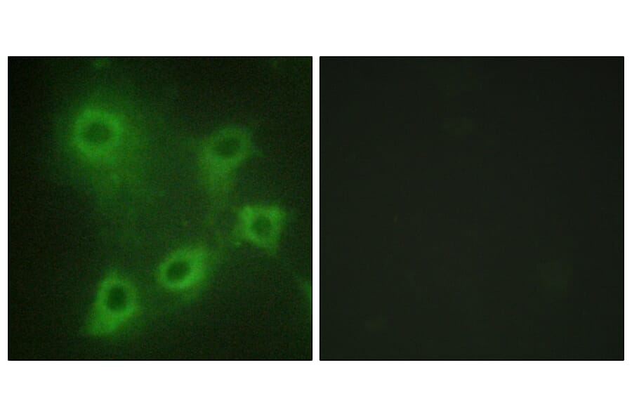 Immunofluorescence - Anti-SYK Antibody (B0580) - Antibodies.com