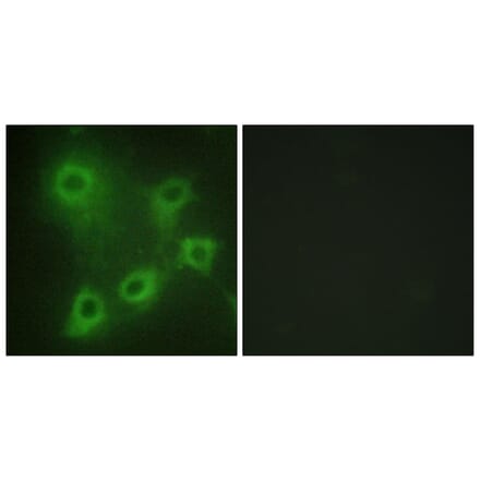 Immunofluorescence - Anti-SYK Antibody (B0580) - Antibodies.com