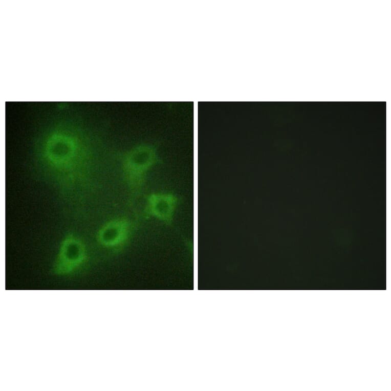 Immunofluorescence - Anti-SYK Antibody (B0580) - Antibodies.com