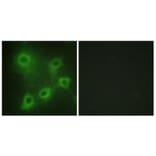 Immunofluorescence - Anti-SYK Antibody (B0580) - Antibodies.com