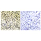 Immunohistochemistry - Anti-SYK Antibody (B0580) - Antibodies.com