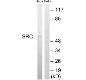 Western Blot - Anti-Src Antibody (B8186) - Antibodies.com