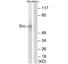 Western Blot - Anti-Src Antibody (B7220) - Antibodies.com