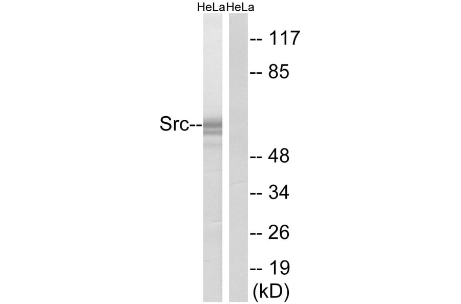 Western Blot - Anti-Src Antibody (B7220) - Antibodies.com