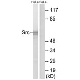 Western Blot - Anti-Src Antibody (B7220) - Antibodies.com